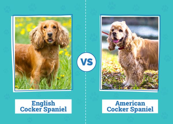 English vs American Cocker Spaniel