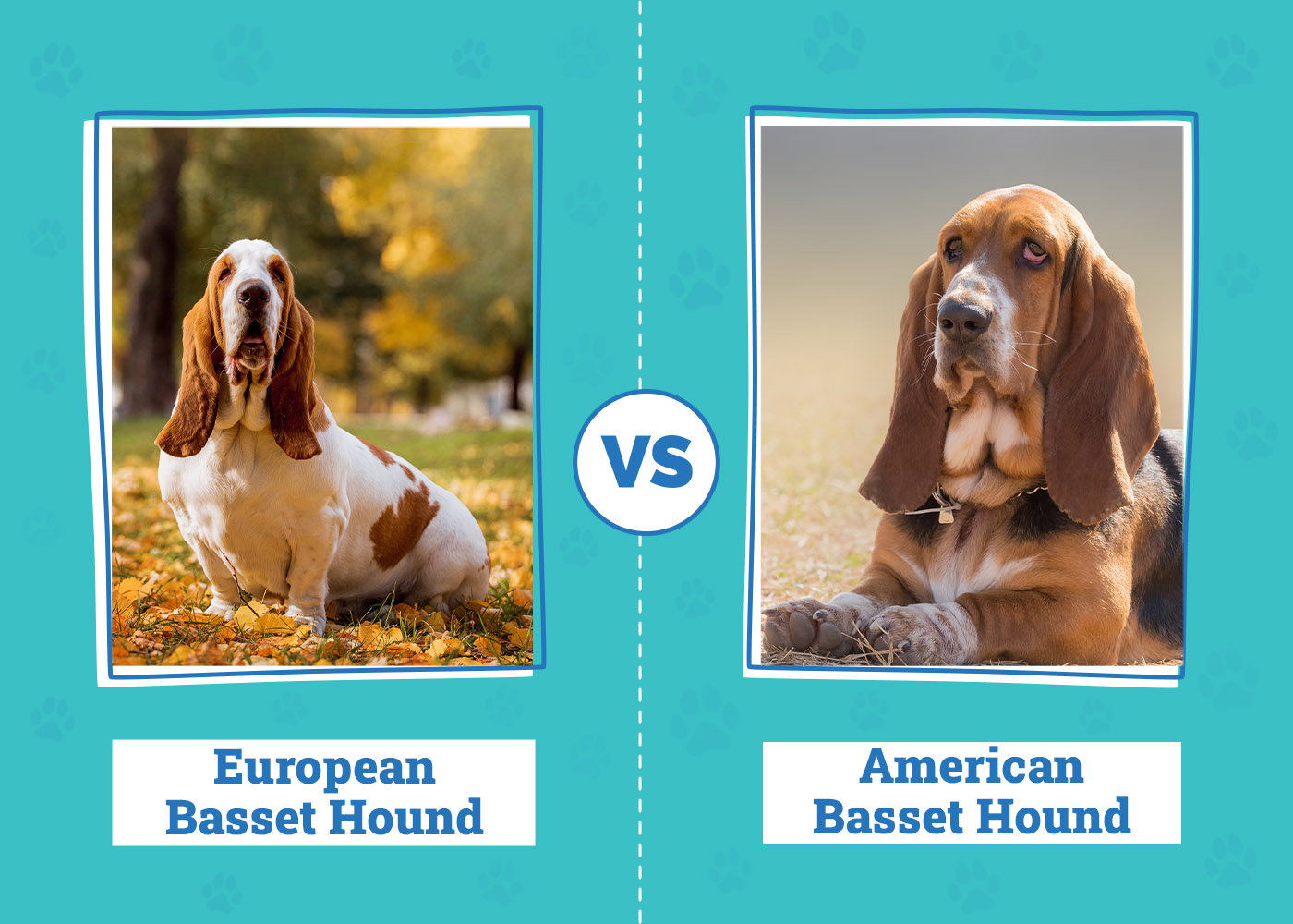European vs. American Basset Hound