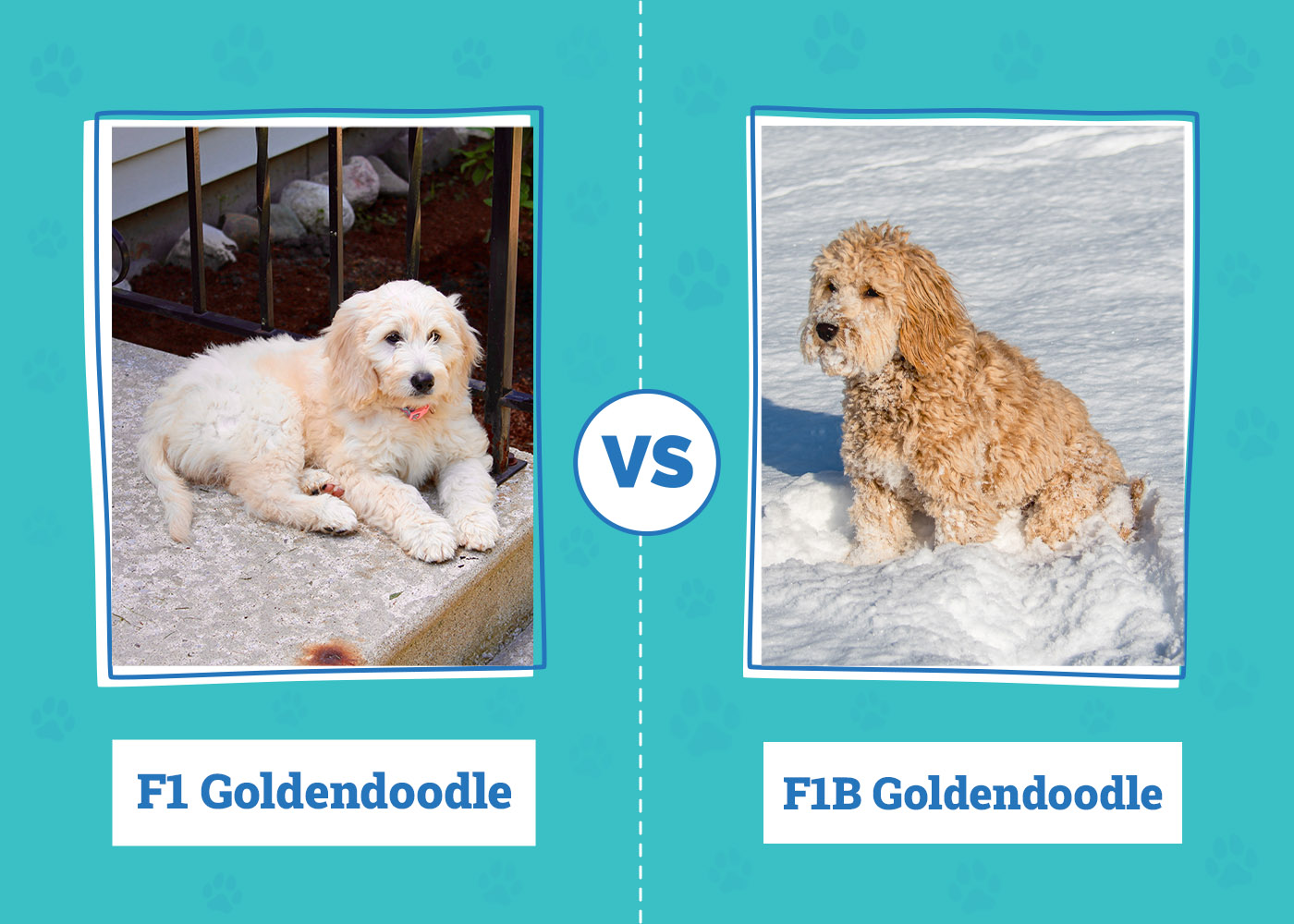 F1 vs. F1B Goldendoodle The Key Differences (With Pictures) Dogster