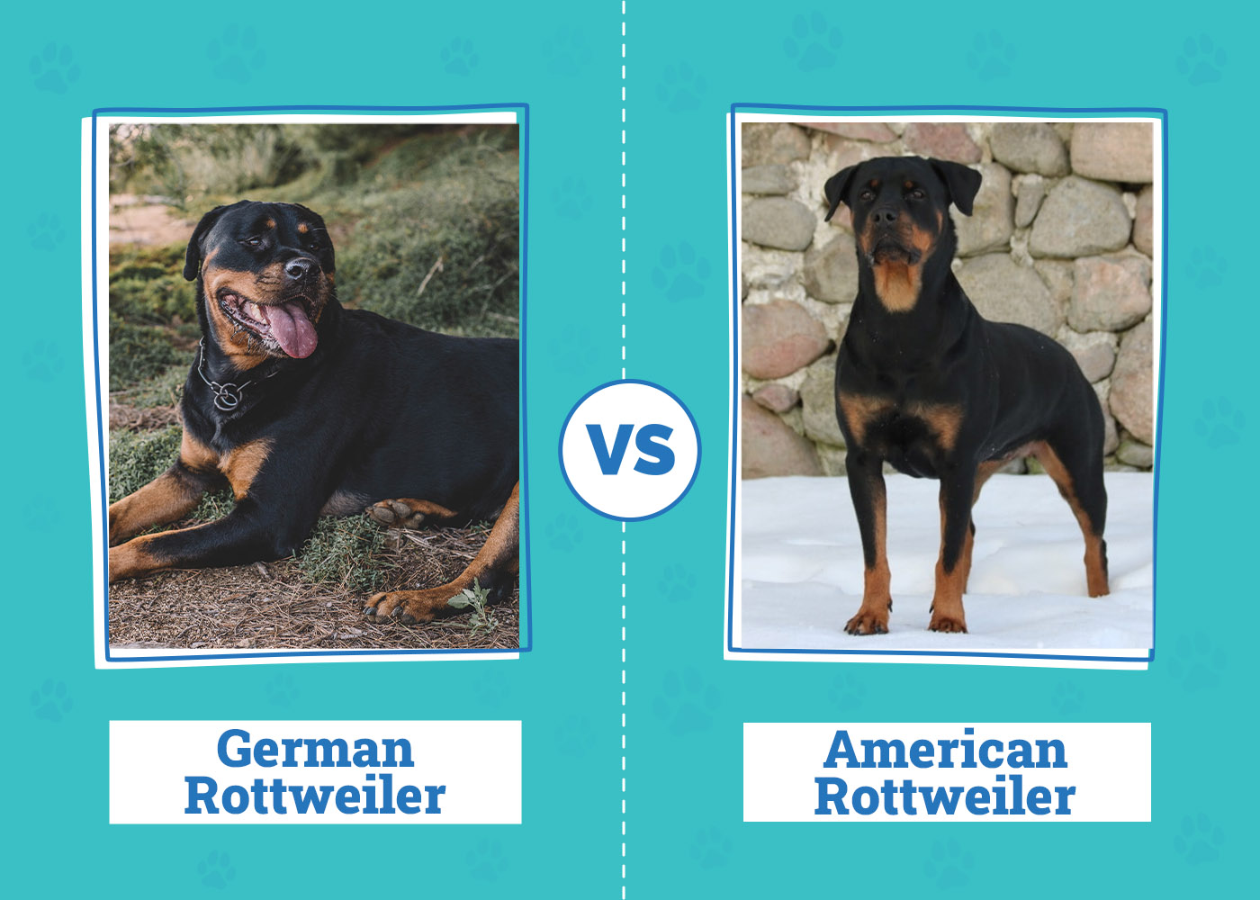German vs American Rottweiler