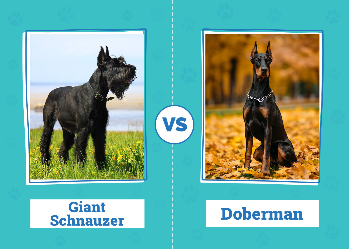 Giant Schnauzer vs Doberman