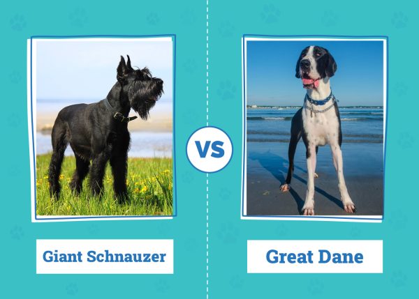 Giant Schnauzer vs. Great Dane