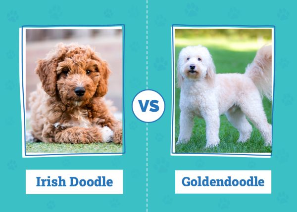 Irish Doodle vs Goldendoodle