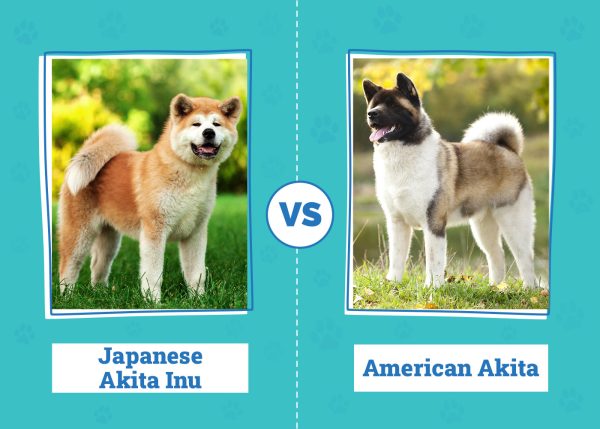 Japanese Akita Inu vs American Akita