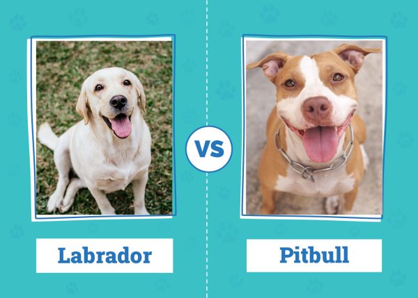 Labrador vs Pitbull