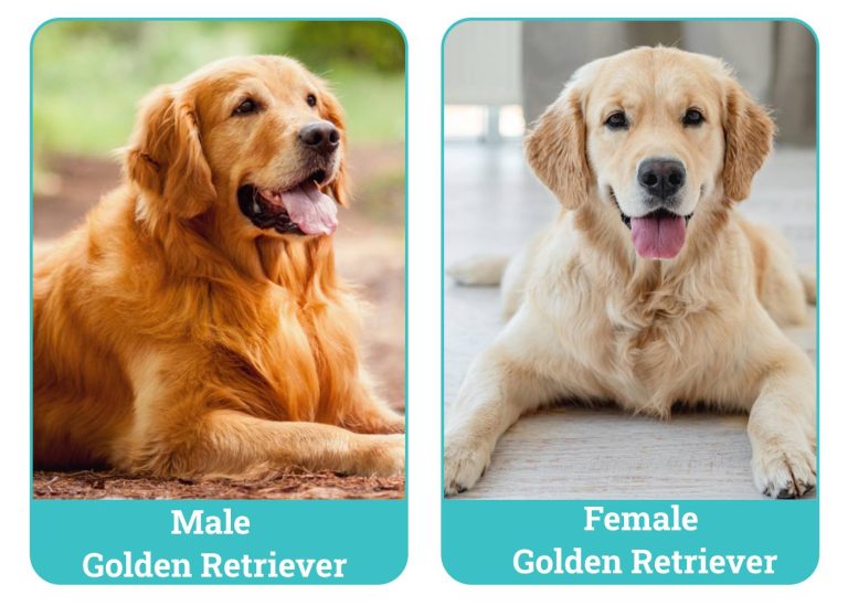 Male vs Female Golden Retriever The Differences (With Pictures) Dogster