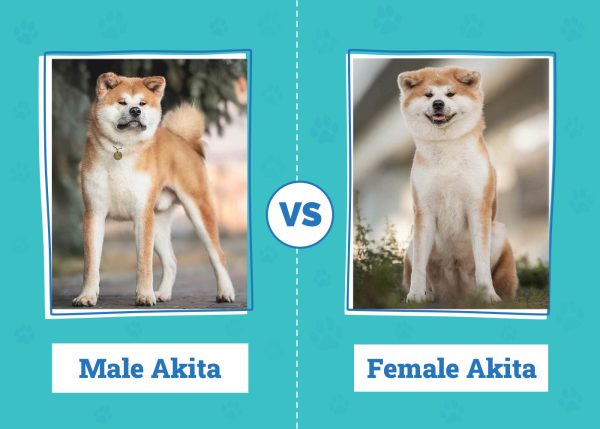 Male vs Female Akita