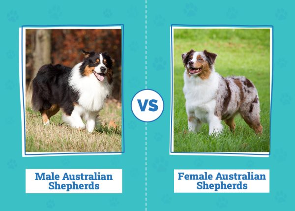 Male vs Female Australian Shepherds