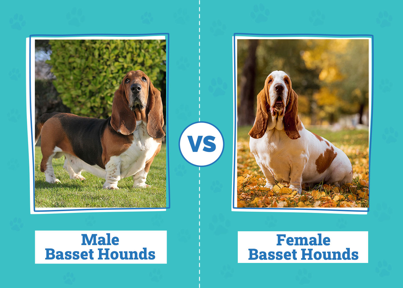 Male vs Female Basset Hounds
