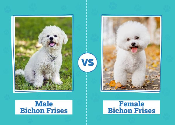 Male vs Female Bichon Frises