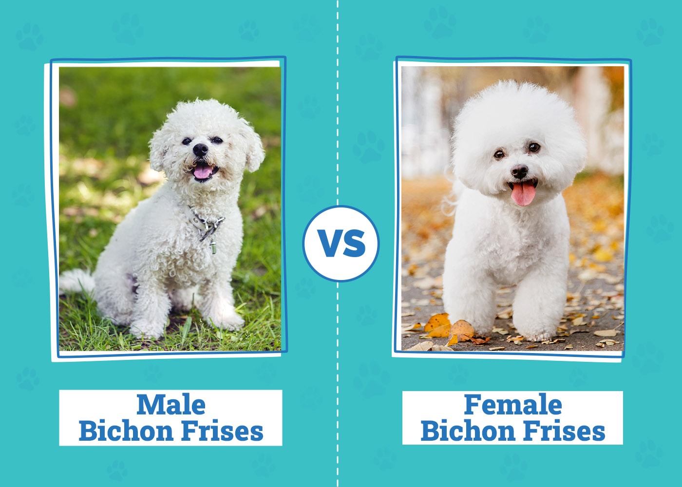 Male vs Female Bichon Frises