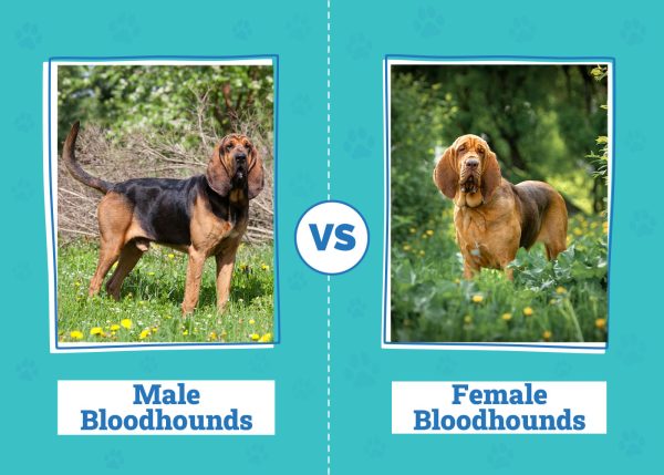 Male vs Female Bloodhounds