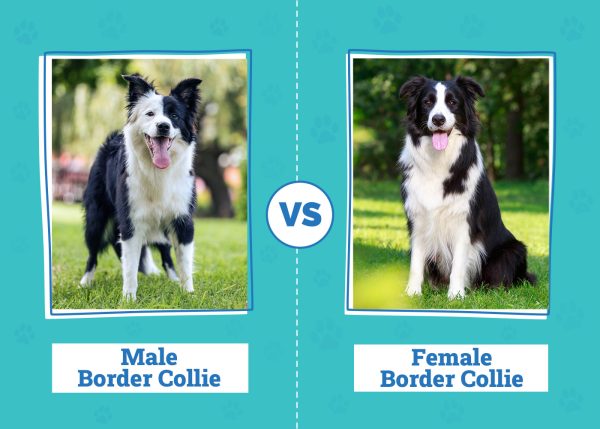 Male vs Female Border Collie