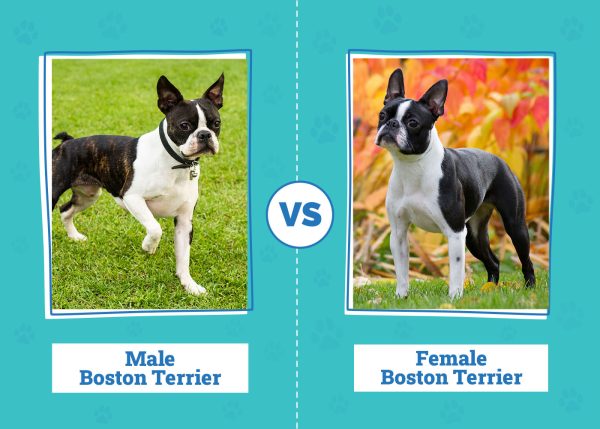 Male vs Female Boston Terriers