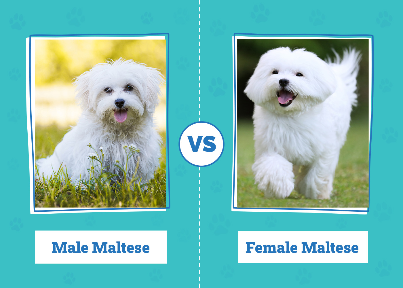 Male vs Female Maltese