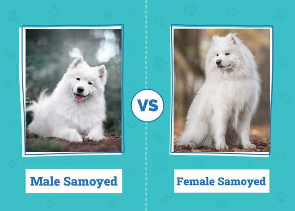 Male vs Female Samoyed