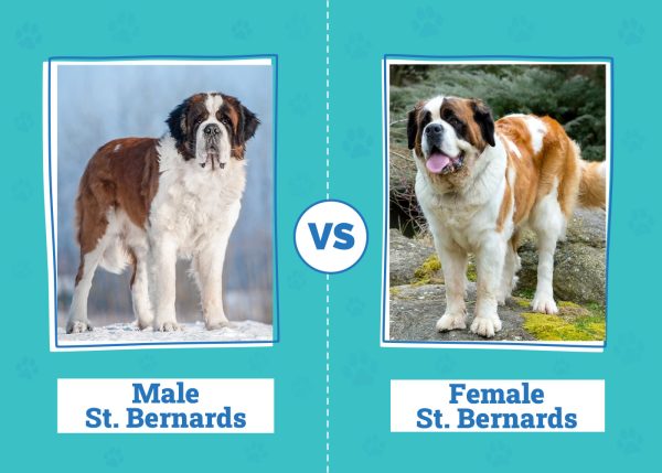 Male vs Female St. Bernards