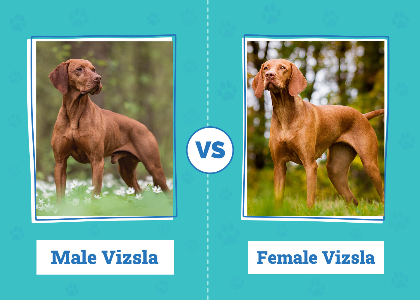 Male vs Female Vizslas