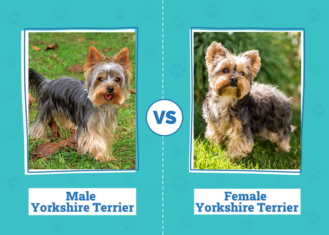 Male vs Female Yorkshire Terrier