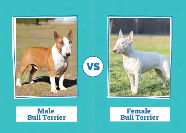 Male vs. Female Bull Terrier