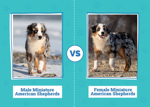 Male vs. Female Miniature American Shepherds