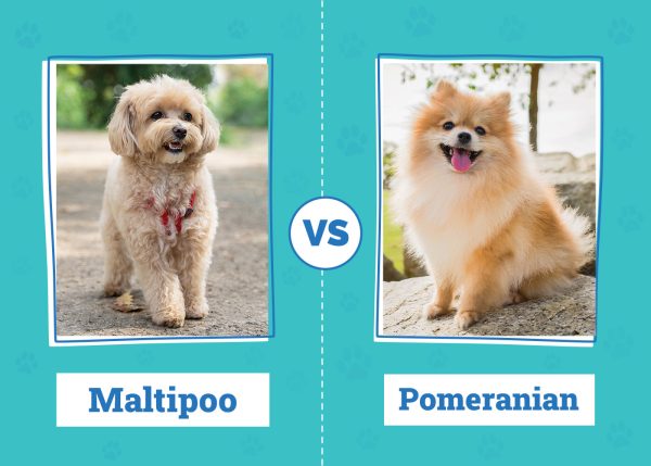 Maltipoo vs. Pomeranian