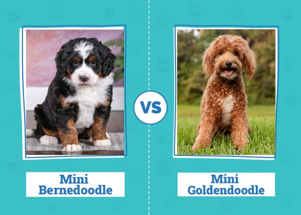 Mini Bernedoodle vs. Mini Goldendoodle