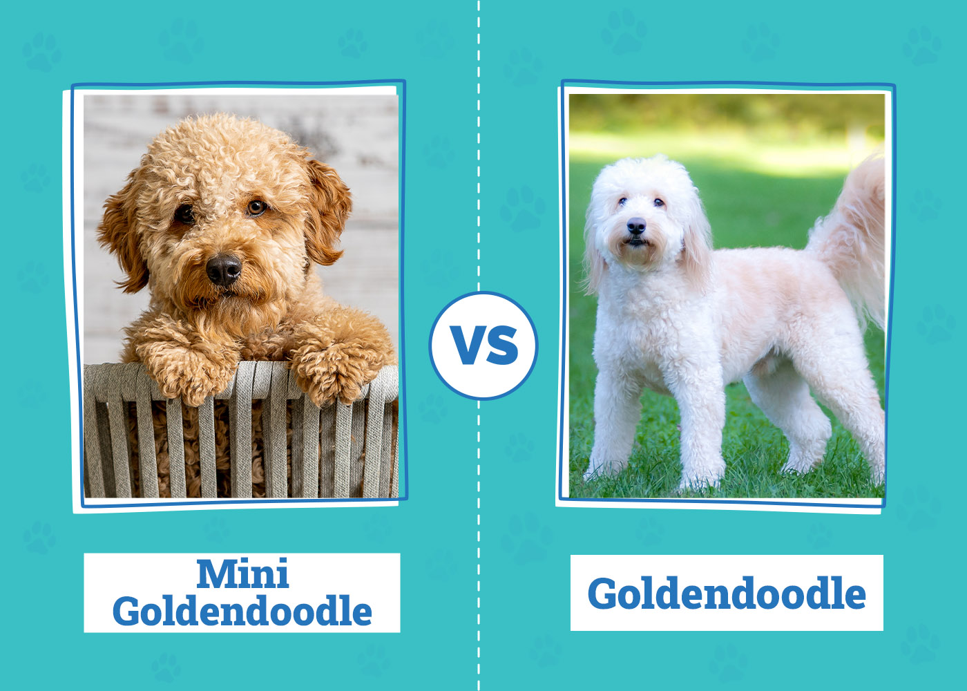 Mini Goldendoodle vs Goldendoodle