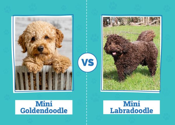 Mini Goldendoodle vs Mini Labradoodle