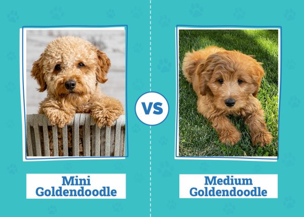Mini vs Medium Goldendoodle