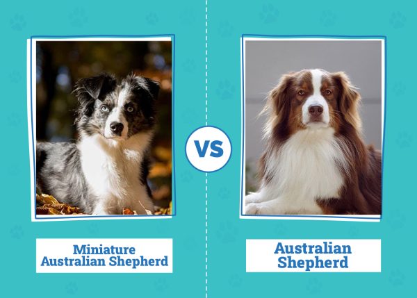 Miniature Australian Shepherd vs Australian Shepherd