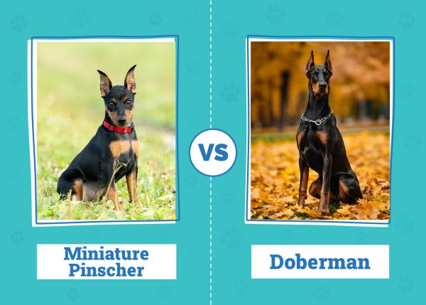 Miniature Pinscher vs Doberman