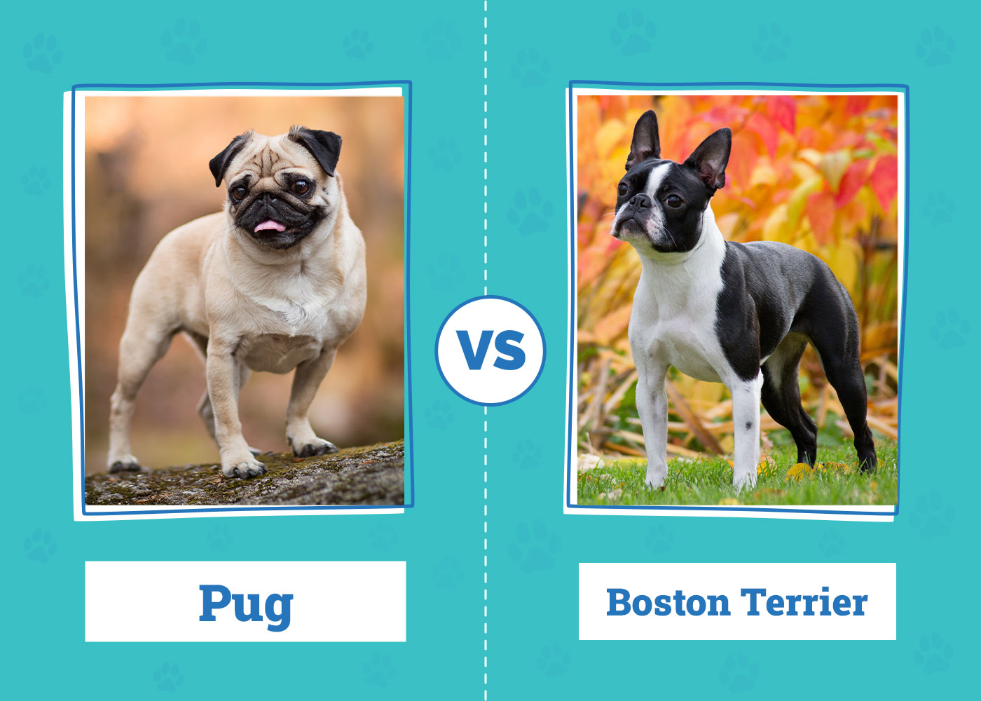 Pug vs Boston Terrier The Differences (With Pictures) Dogster
