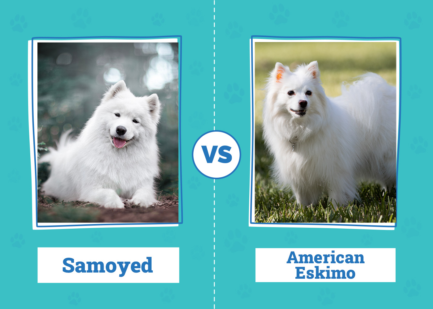 Samoyed vs American Eskimo