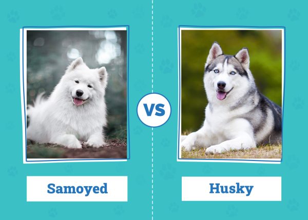 Samoyed vs. Husky