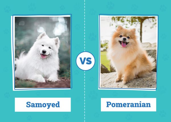 Samoyed vs Pomeranian