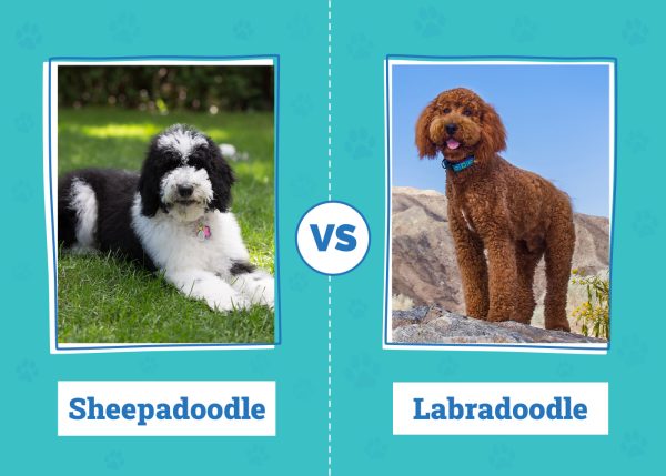 Sheepadoodle vs Labradoodle