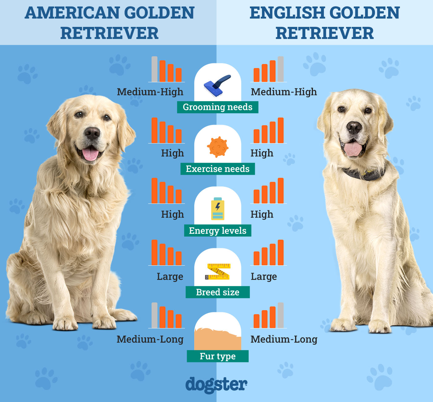 Dogster_Side by Side Comparison_ American Golden Retriever vs English Golden Retriever