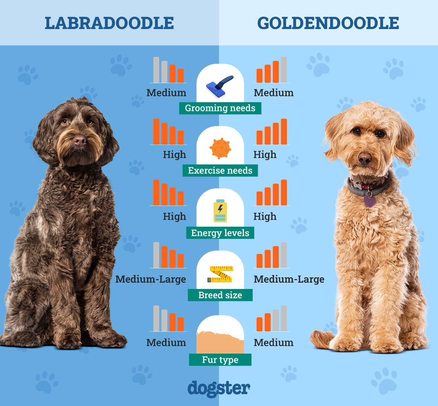 Dogster_Side by Side Comparison_ Labradoodle vs Goldendoodle
