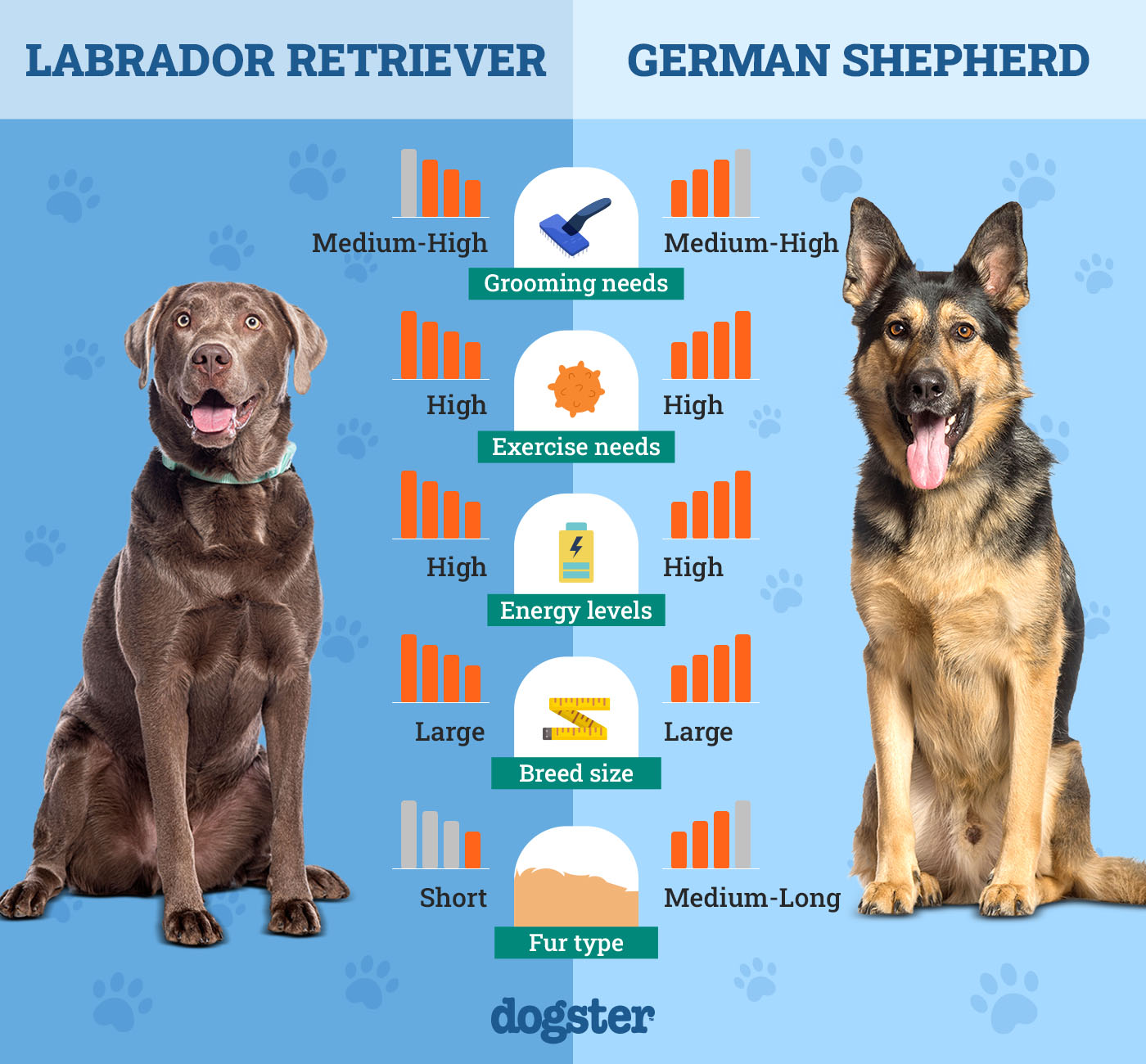 Dogster_Side by Side Comparison_ Labrador Retriever vs German Shepherd