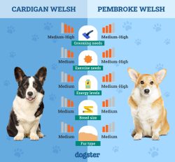Cardigan Welsh vs Pembroke Welsh Corgi: Vet-Reviewed Differences (With