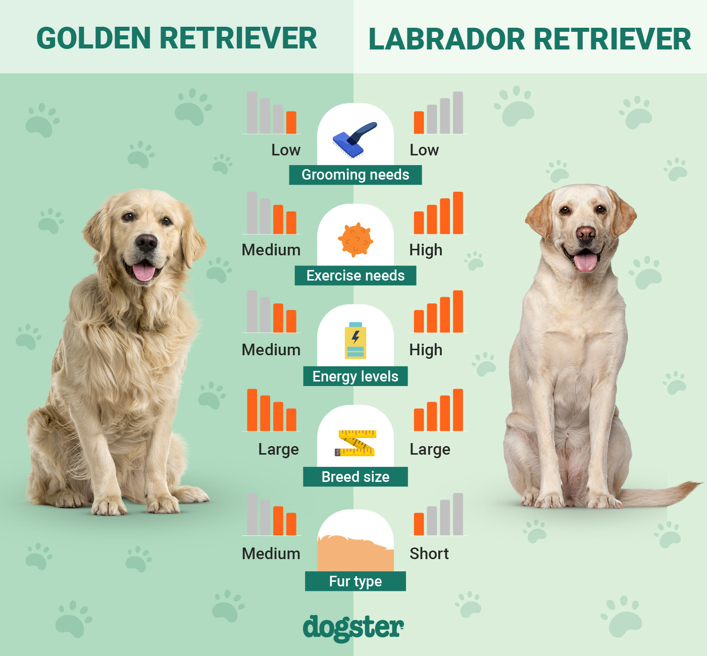 Dogster_Side by Side Comparison_Golden Retriever VS Labrador Retriever_Apr 30 2024