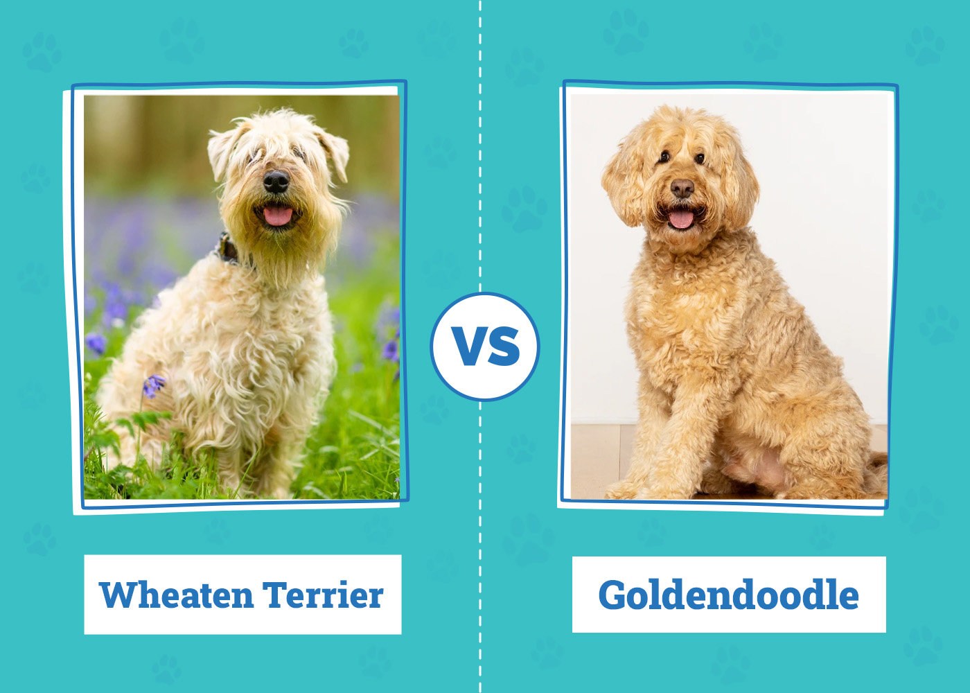 Wheaten Terrier vs. Goldendoodle