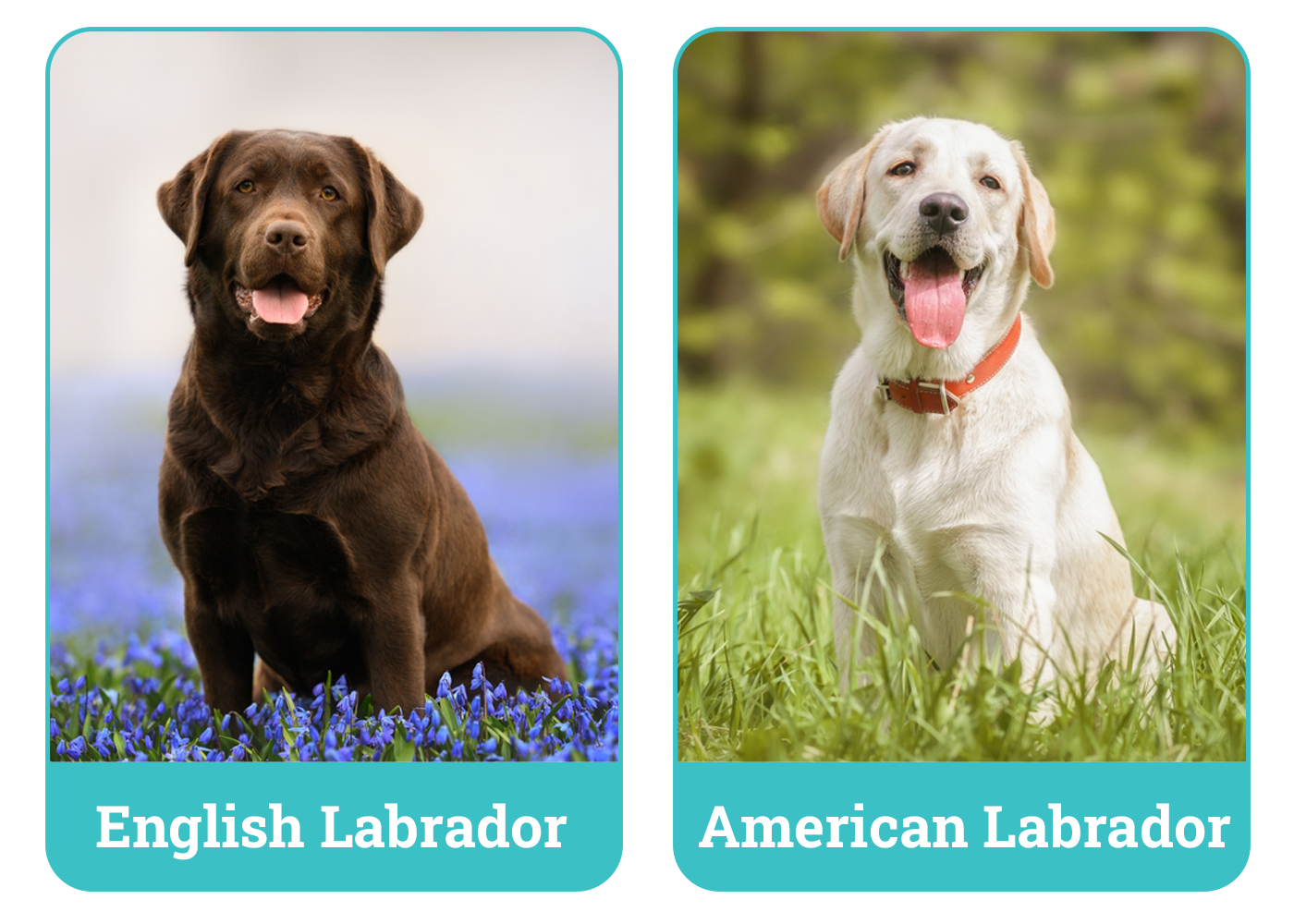 English vs American Labrador The Main Differences (With Pictures) Dogster