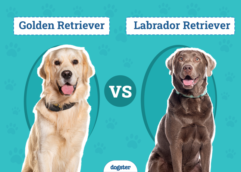 Golden Retriever Vs Labrador Retriever