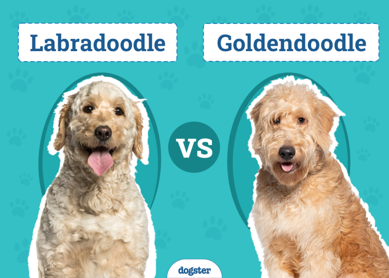 Labradoodle vs. Goldendoodle