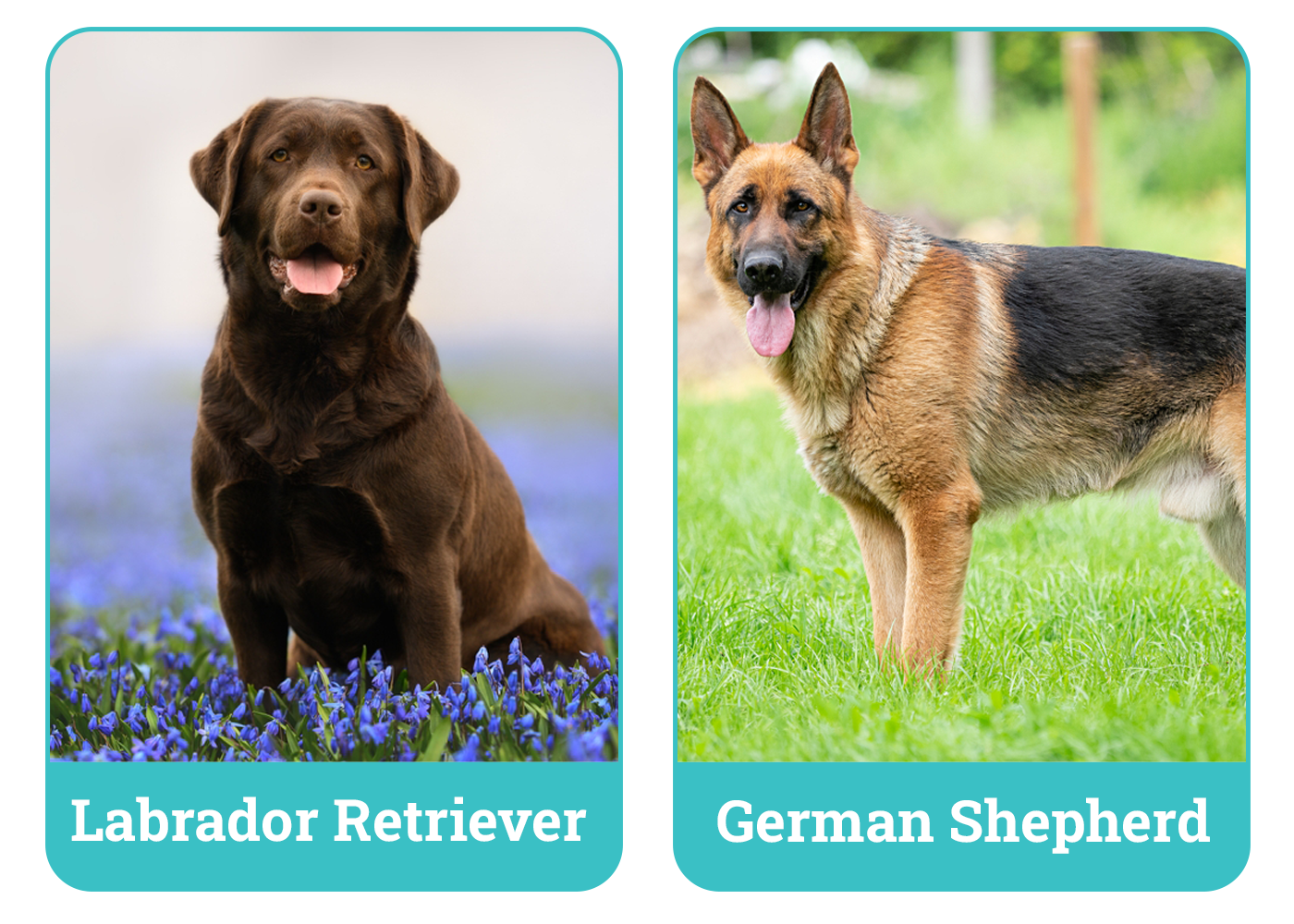 Labrador Retriever Vs German Shepherd Side By Side