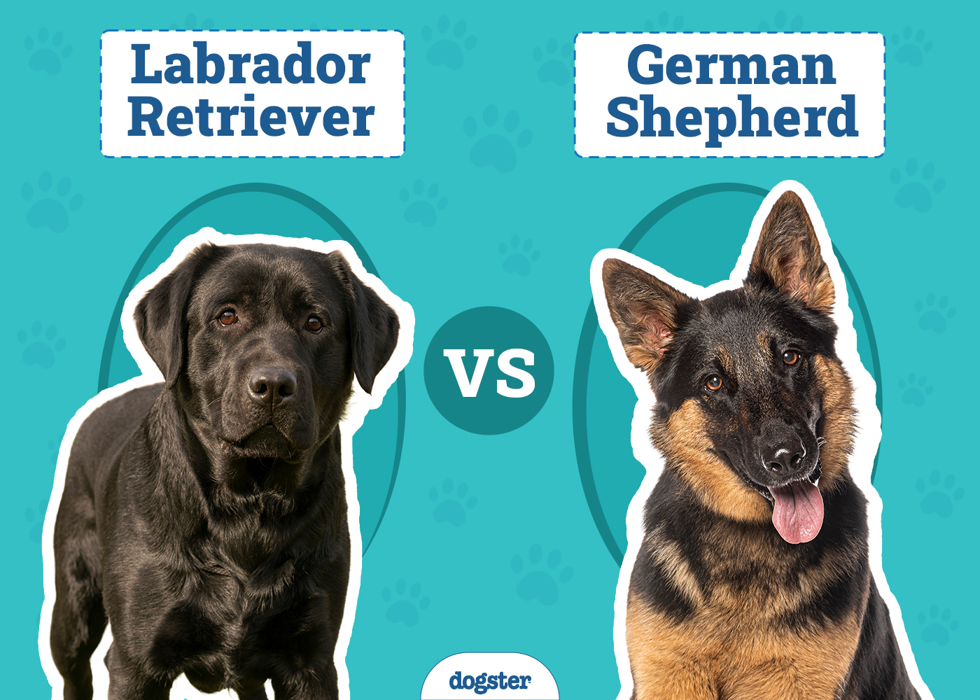Labrador vs German Shepherd