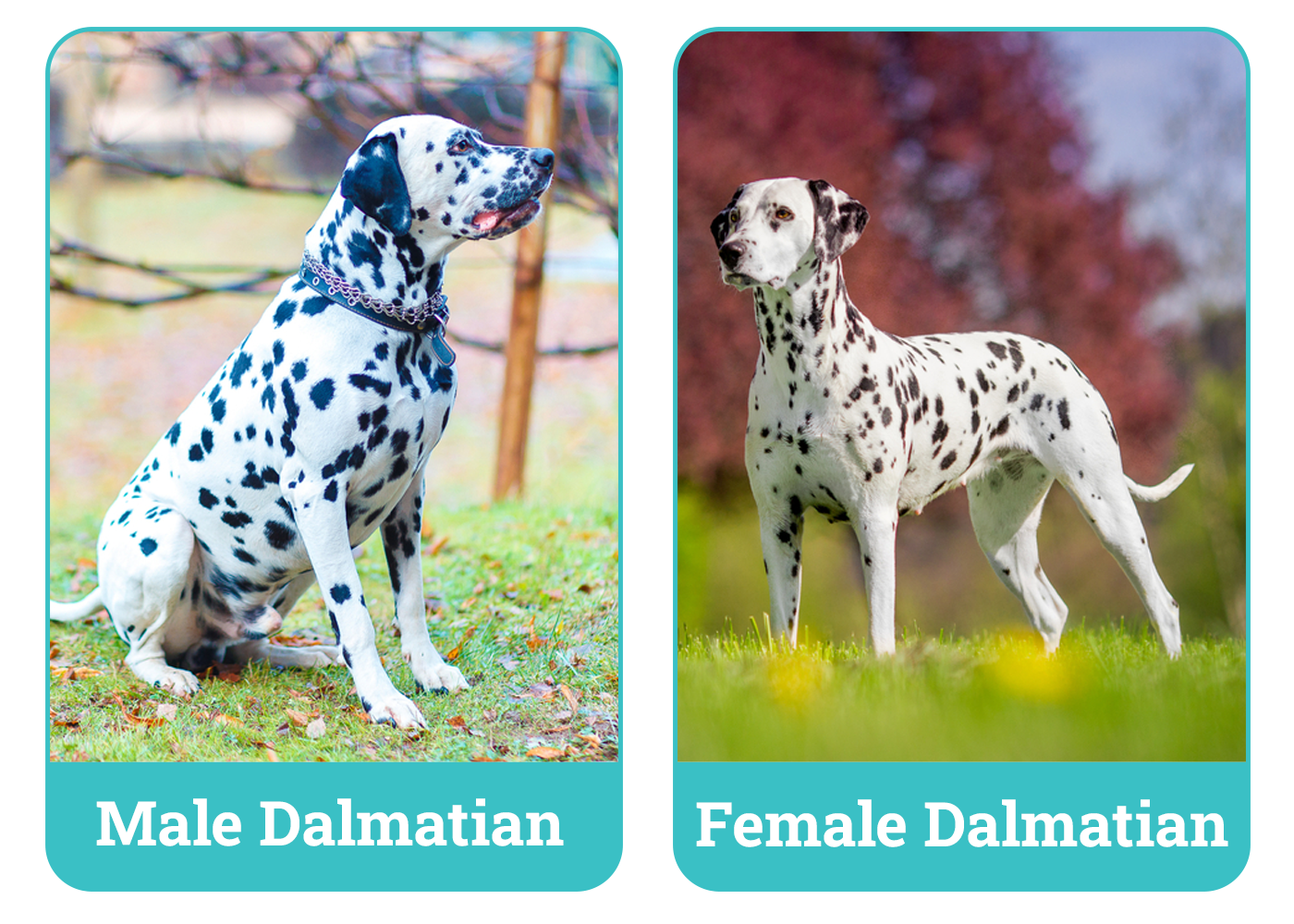 Male Female Dalmatian Side By Side