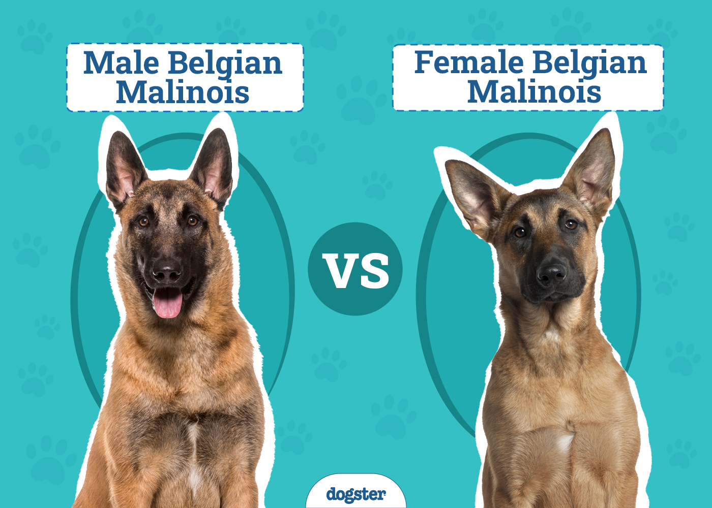 Male Vs Female Belgian Malinois